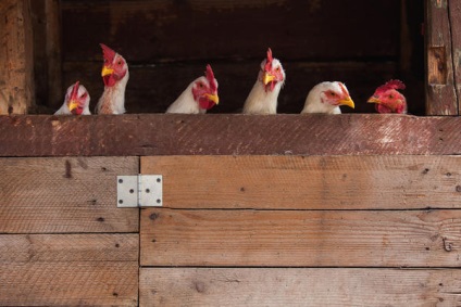Cum de a proteja găinile de nenorocire
