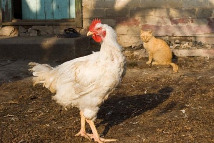 Cum de a proteja găinile de nenorocire