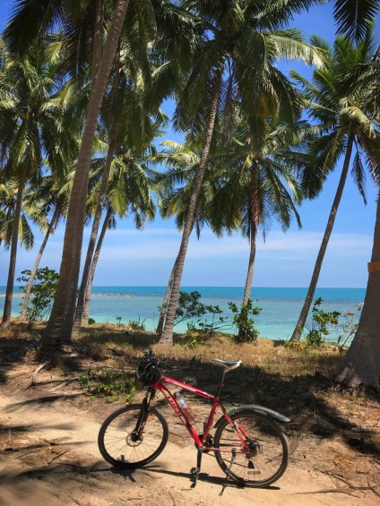 Cum să omori o bicicletă în coșul de gunoi pentru câteva luni, locul pisicii