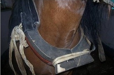 Cum să gestionezi un ham pentru un cal, modalități de exploatare, fotografie