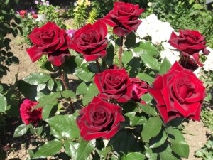 Cum să aibă grijă de trandafiri în grădină în timpul verii, astfel încât acestea să înflorească instrucțiuni video