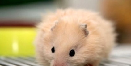 Cum să aibă grijă de un hamster să învețe să iubească animalele de companie