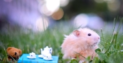 Cum să aibă grijă de un hamster să învețe să iubească animalele de companie