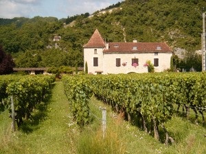 Hogyan válasszuk ki a Cahors, minden bude jó