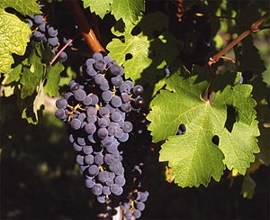 Hogyan válasszuk ki a Cahors, minden bude jó