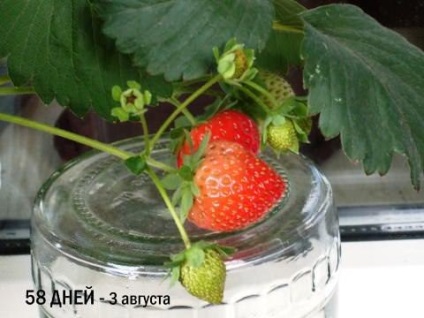 Cum să crești căpșuni în casă