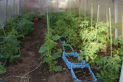 Как да растат вкусни домати и изцеление, създаване на жива почва
