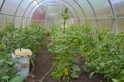 Как да растат вкусни домати и изцеление, създаване на жива почва