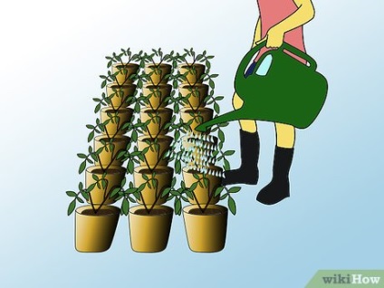 Cum să crească roșiile hidroponice