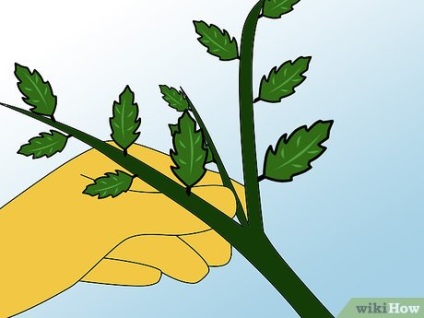 Cum să crească roșiile hidroponice