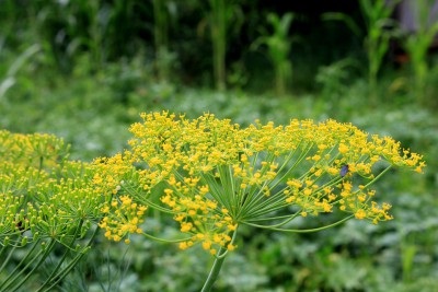 Cum să crească mărarul în plantarea și îngrijirea solului deschis