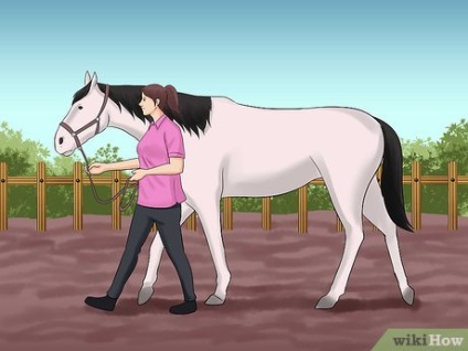 Cum să conduci un cal