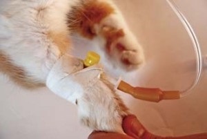 macska katéterezés katéter hozott Nyizsnyij Novgorodban