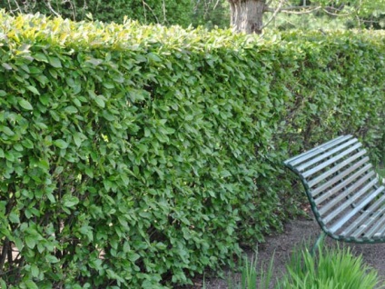 Cotoneaster de plantare și îngrijire strălucitoare, reproducere prin butași, gard viu de la cotoneaster, fotografie