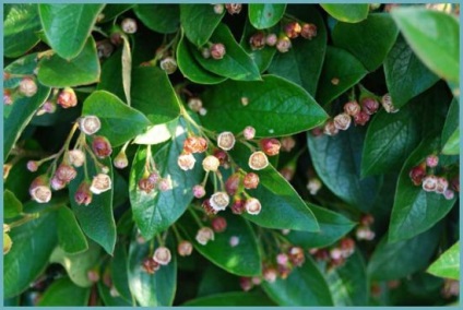 Cotoneaster de plantare și îngrijire strălucitoare, reproducere prin butași, gard viu de la cotoneaster, fotografie