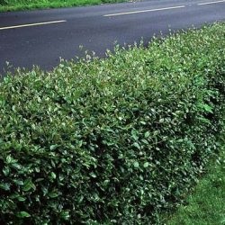 Cotoneaster de plantare și îngrijire strălucitoare, reproducere prin butași, gard viu de la cotoneaster, fotografie