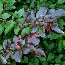 Cotoneaster de plantare și îngrijire strălucitoare, reproducere prin butași, gard viu din Cotoneaster, fotografie