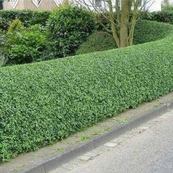 Cotoneaster de plantare și îngrijire strălucitoare, reproducere prin butași, gard viu de la cotoneaster, fotografie