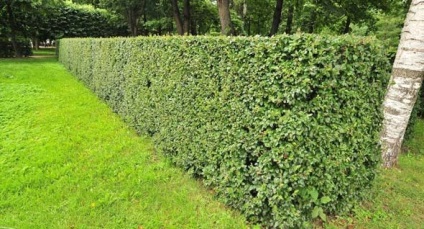 Cotoneaster de plantare și îngrijire strălucitoare, reproducere prin butași, gard viu din Cotoneaster, fotografie