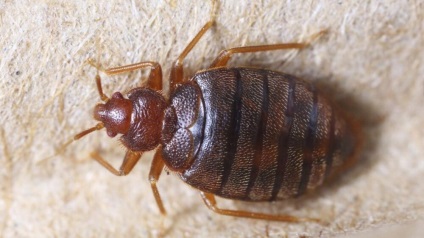 Bedbugs și Sarcina