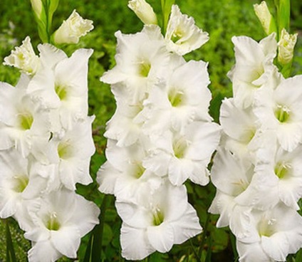 Când să planteze gladiolus cu timpul exact și pregătirea corectă, agentul de origine