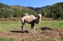 Állatsimogatóval tavi pisztráng piramis aranymetszés, megfigyelő fedélzeten túrák a környéken