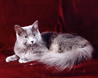 Cat enciklopédia Cleo - orosz kék macska