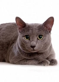 Cat enciklopédia Cleo - orosz kék macska