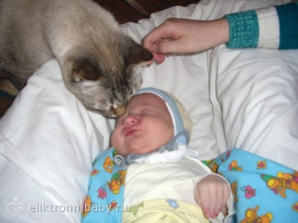 O pisică și un nou-născut, o pisică este geloasă