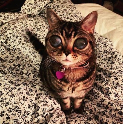 O pisică care arată ca un extraterestru