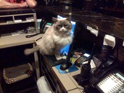 Pisici, intrări în secțiunea pisică, jurnal aelita_54 liveinternet - serviciul de agendă online din Rusia