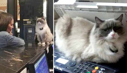 Pisici, intrări în secțiunea pisică, jurnal aelita_54 liveinternet - serviciul de agendă online din Rusia