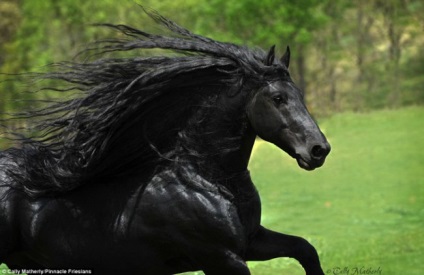 Cel mai frumos cal din lume friedrich mare (13 fotografii) - fapte interesante cele mai incredibile și curioase