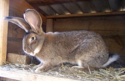 Rabbit belgian gigant ca aspect, descriere și caracteristicile rasei