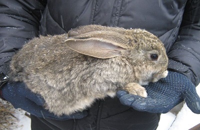 Rabbit belgian gigant ca aspect, descriere și caracteristicile rasei