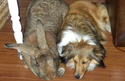 Rabbit belgian gigant ca aspect, descriere și caracteristicile rasei