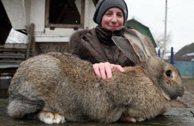 Rabbit belgian gigant ca aspect, descriere și caracteristicile rasei