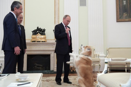 Ki és miért adta Putyin egy kutyafajta Akita Inu nevezték JME, aktuális kérdések,