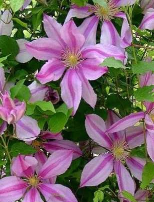 Cumpăra clematis prin poștă