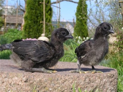 Csirkék ayam tsemani leírás, jellemzők és szín