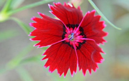 Cluster carnation varietate de soiuri și descrierea lor