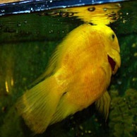 Tratamentul parrotfish