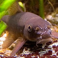 Tratamentul parrotfish