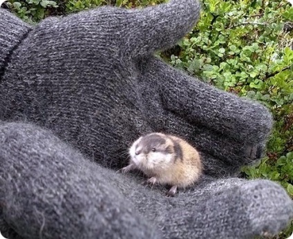 Lemmings, fotografii de lemmings