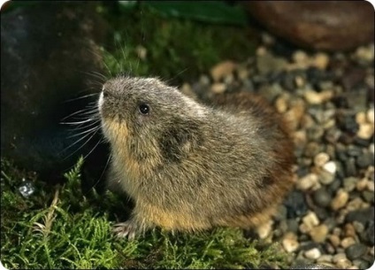 Lemmings, fotografii de lemmings