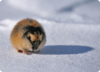 Lemmings, fotografii de lemmings