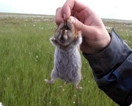 Lemmings, fotografii de lemmings