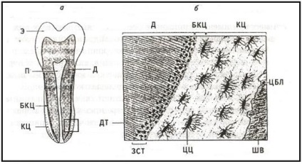 Linii de retragere; пгш - trupe ale vânătorului-shreger; d - dentină; c - ciment; n - pulpă