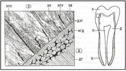 Лінії Ретціуса; ПГШ - смуги Гунтера-Шрегера; д - дентин; ц - цемент; п - пульпа