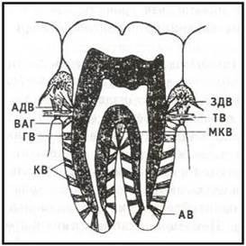 Linii de retragere; пгш - trupe ale vânătorului-shreger; d - dentină; c - ciment; n - pulpă